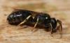 Hylaeus dilatatus